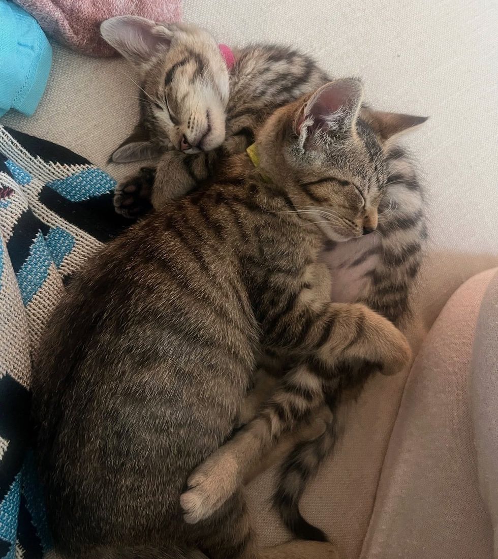 cuddly sleeping tabby cats