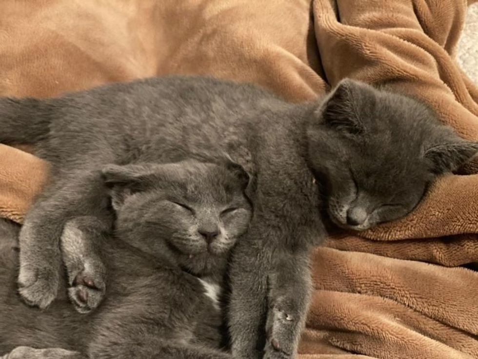 cuddly sleepy kittens