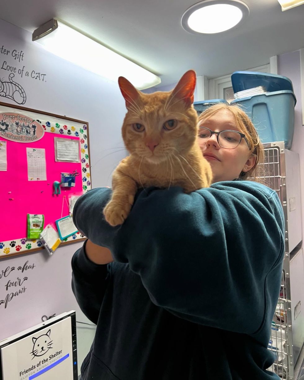 cuddly tabby cat shelter