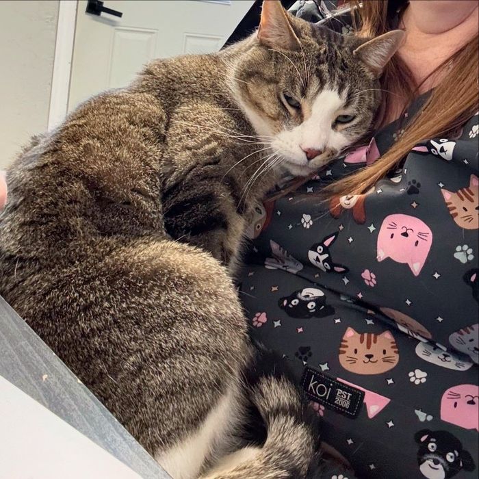 cuddly tabby cat