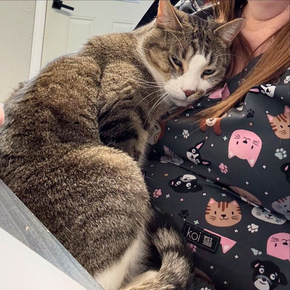 cuddly tabby cat