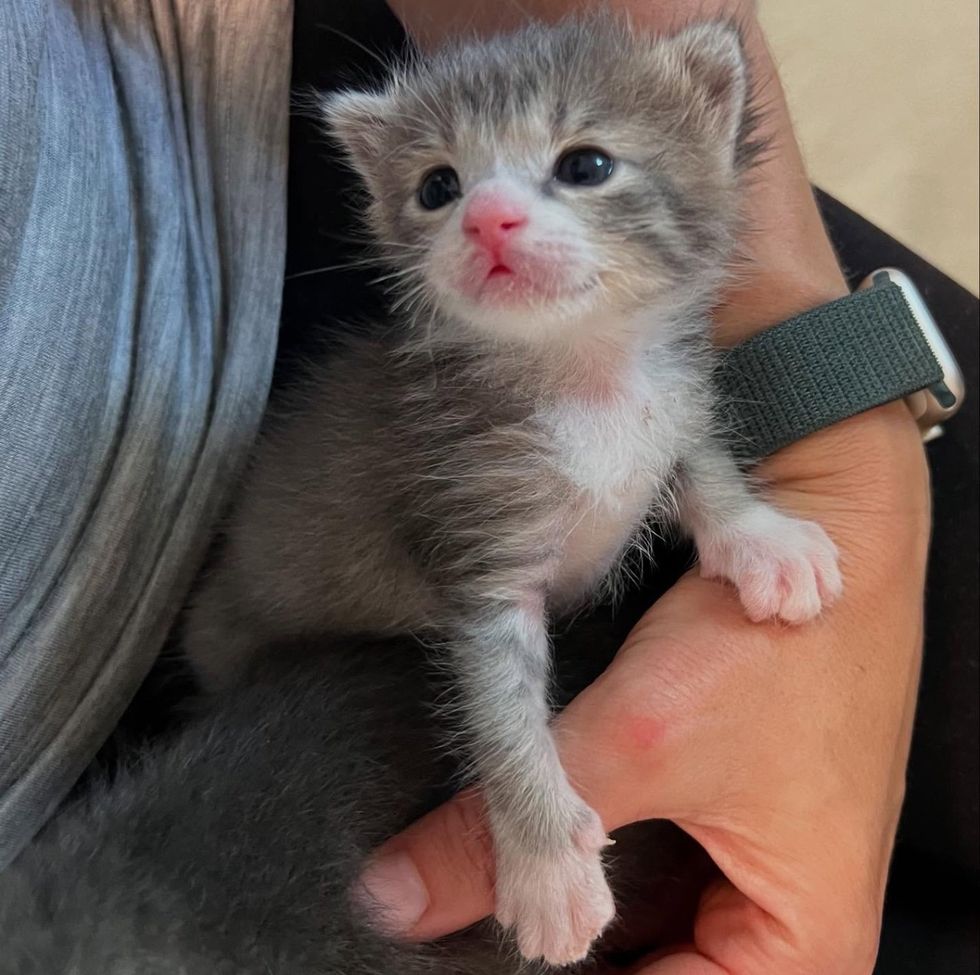 cuddly tiny kitten paws