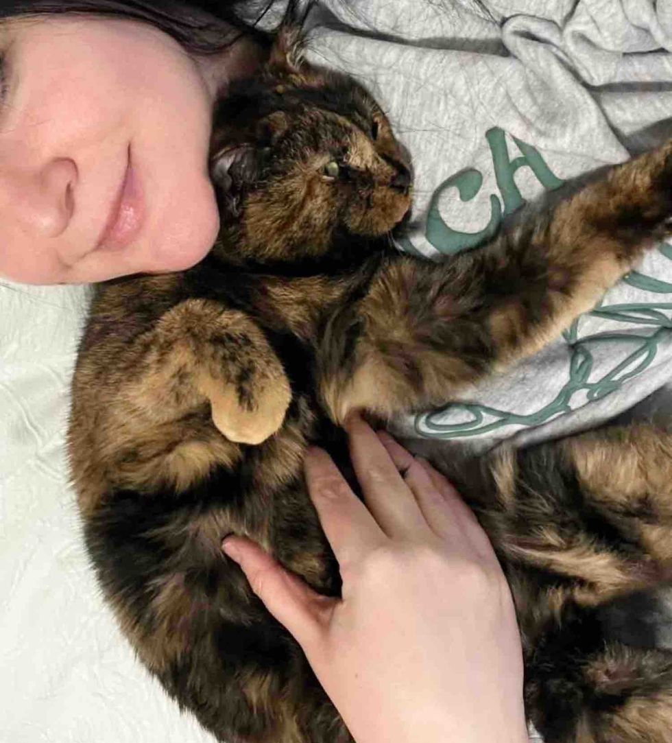 cuddly tortie cat adopted