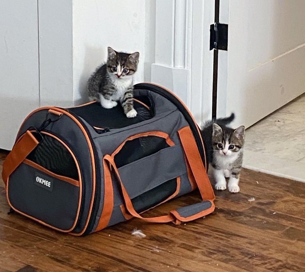 curious bonded cat pair