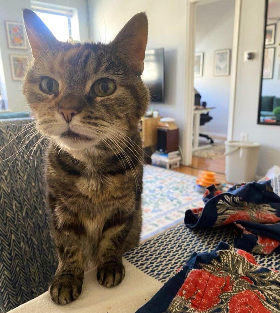 curious cat attention