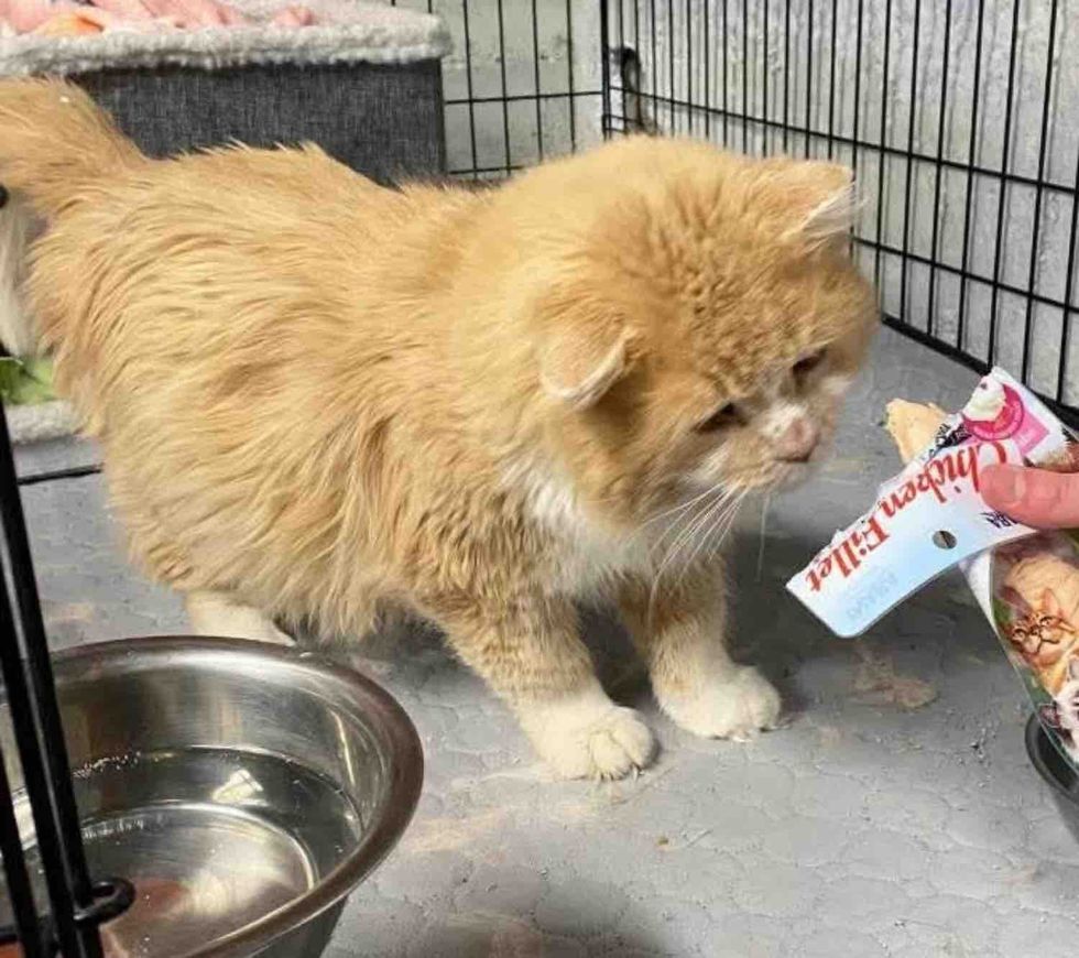 curious cat creamy treats