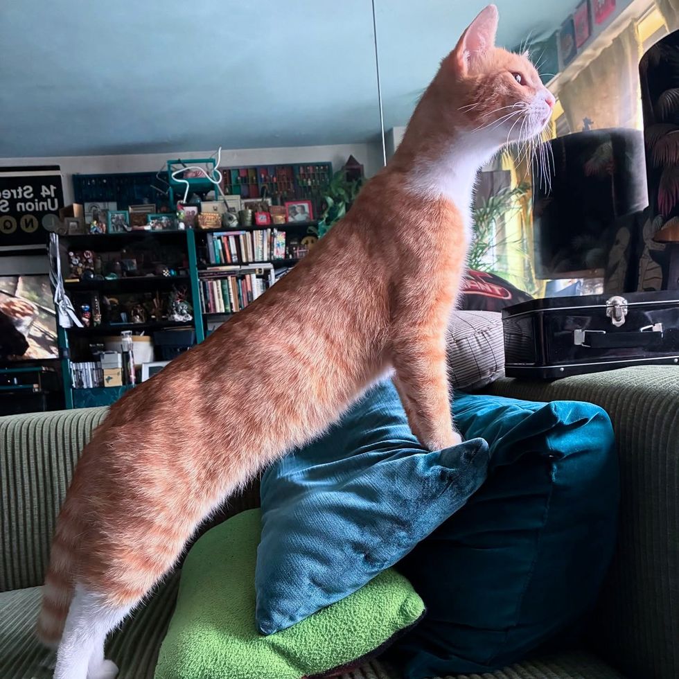 curious happy cat