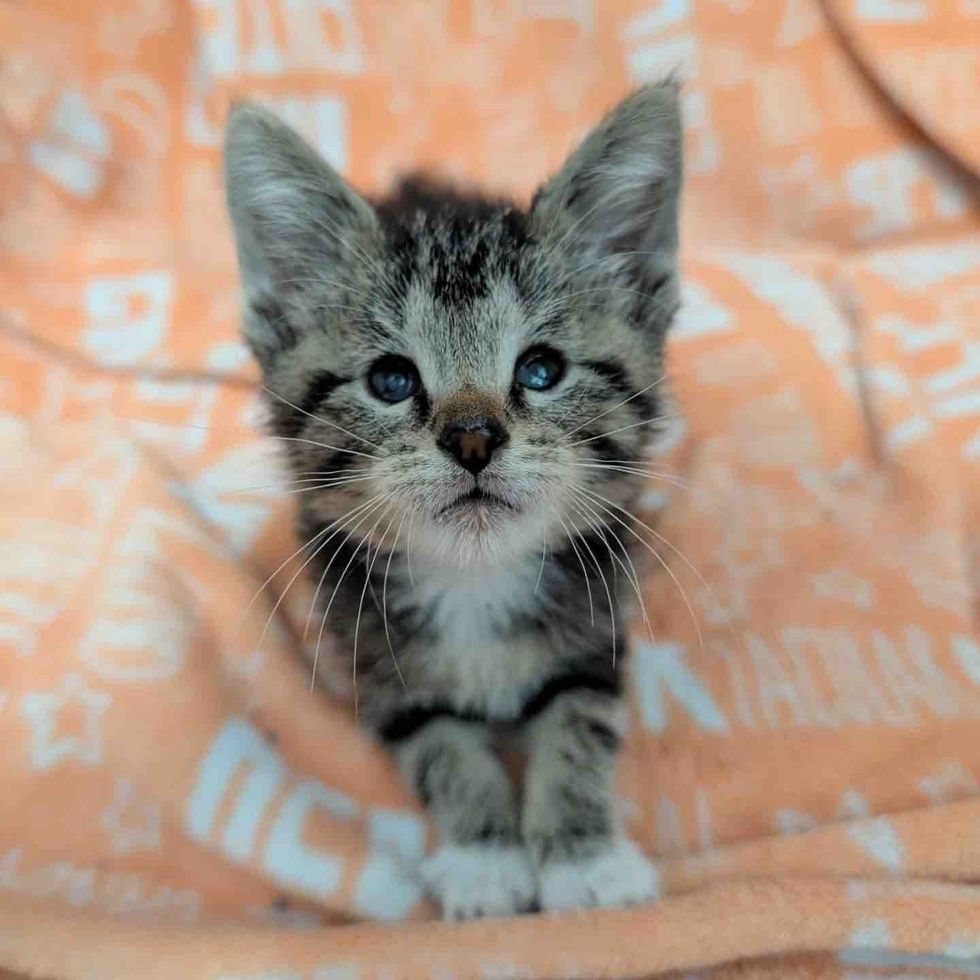 curious happy tabby kitten