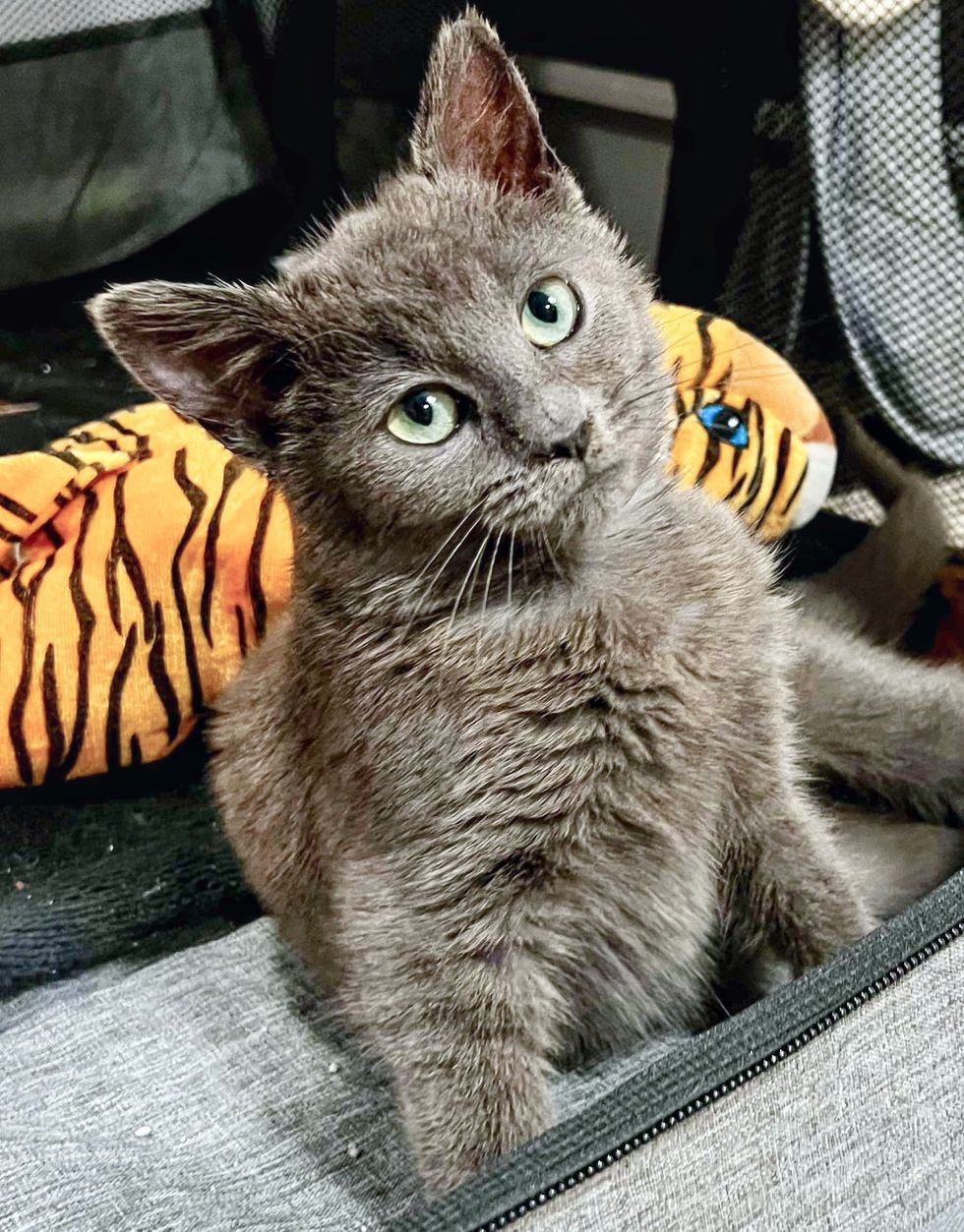 curious kitten tilting head