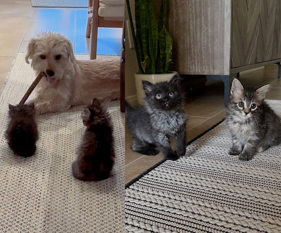 curious kittens exploring