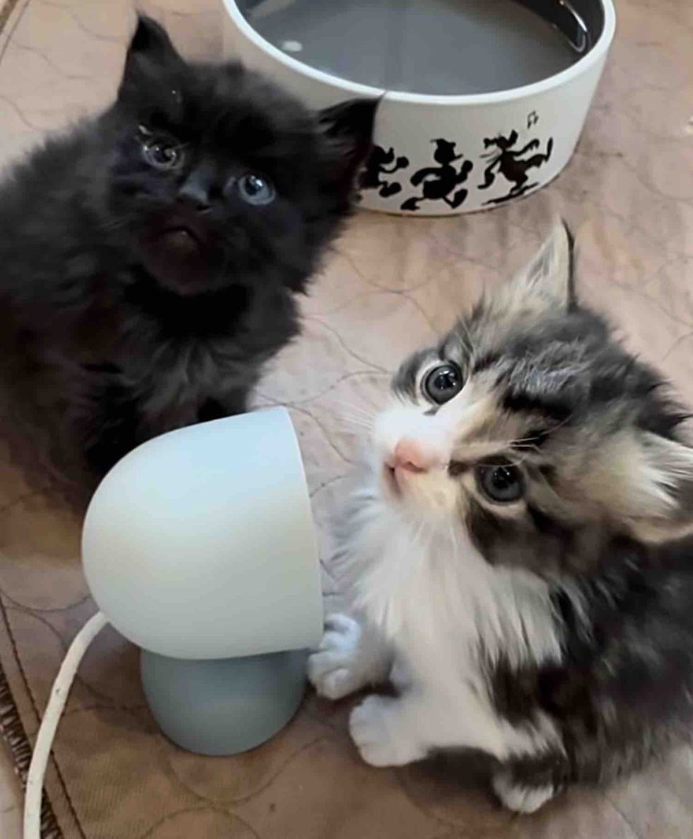 curious kittens playful