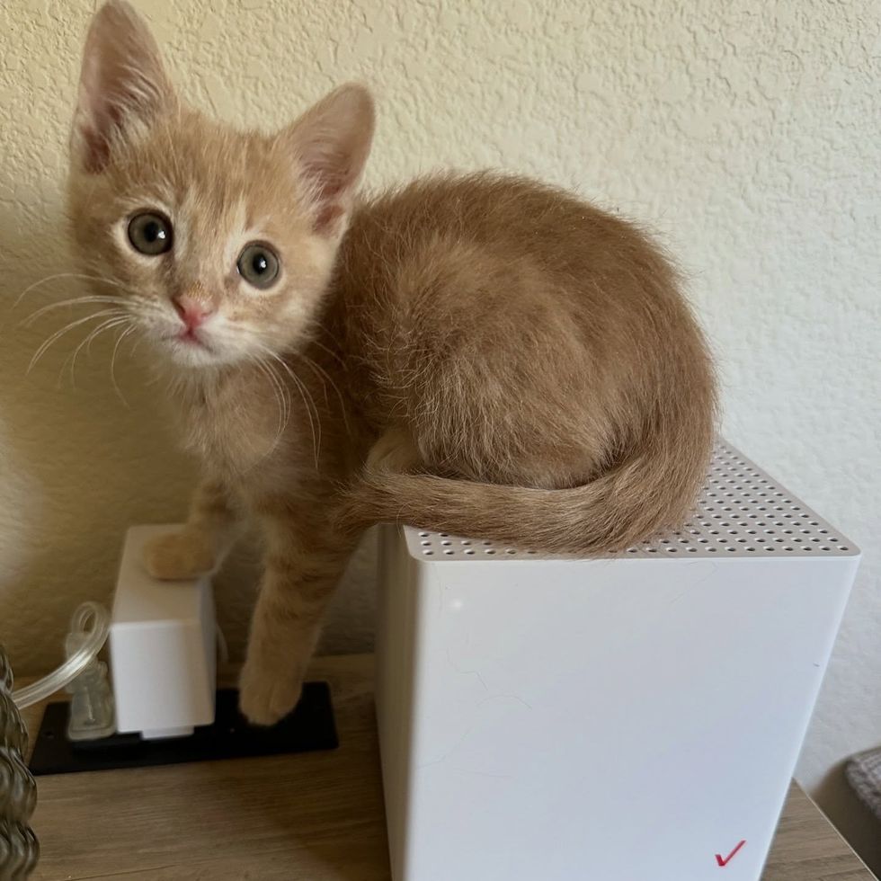 Curious orange kitten around house
