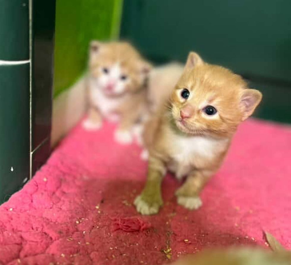 curious orange kittens