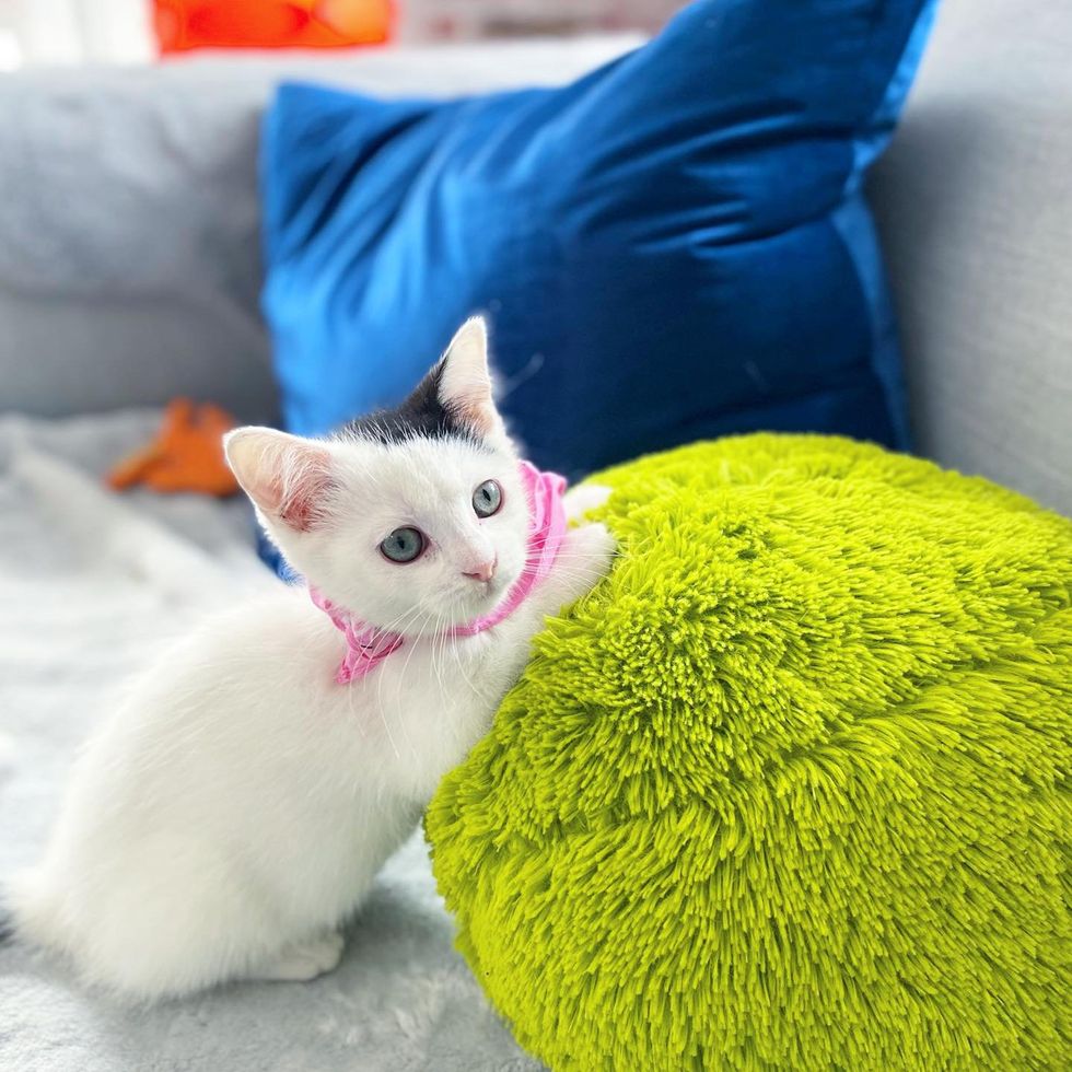 curious playful kitten