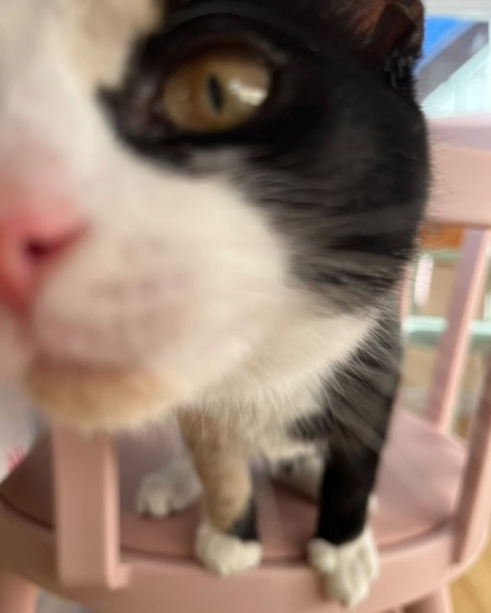 curious sniffing calico kitten