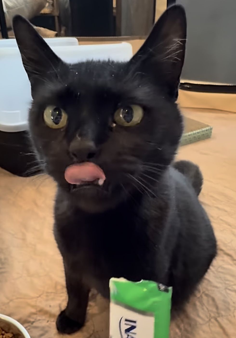 cute black cat happy