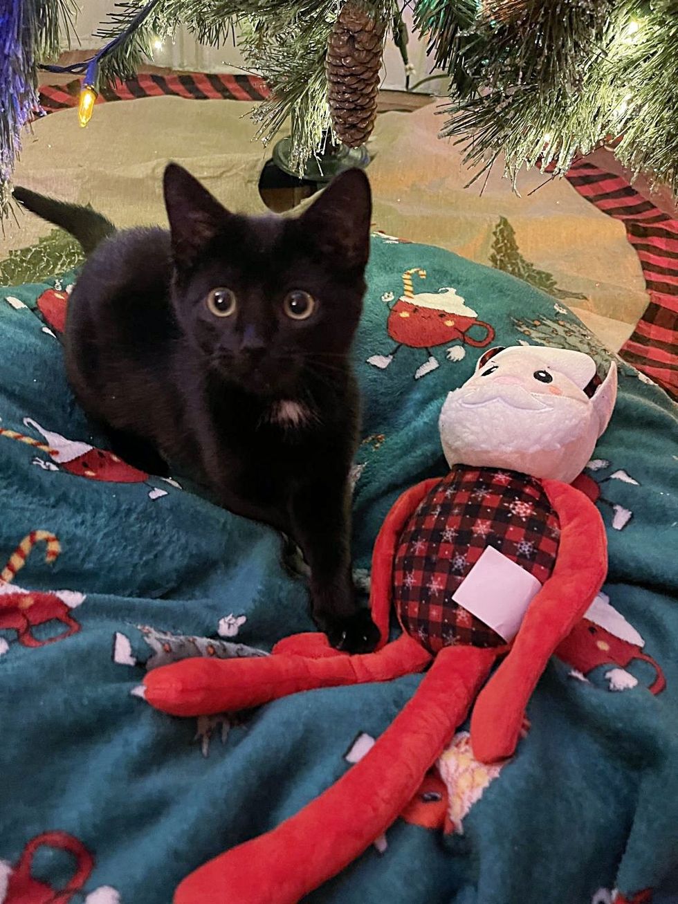 cute black kitten santa snuggle