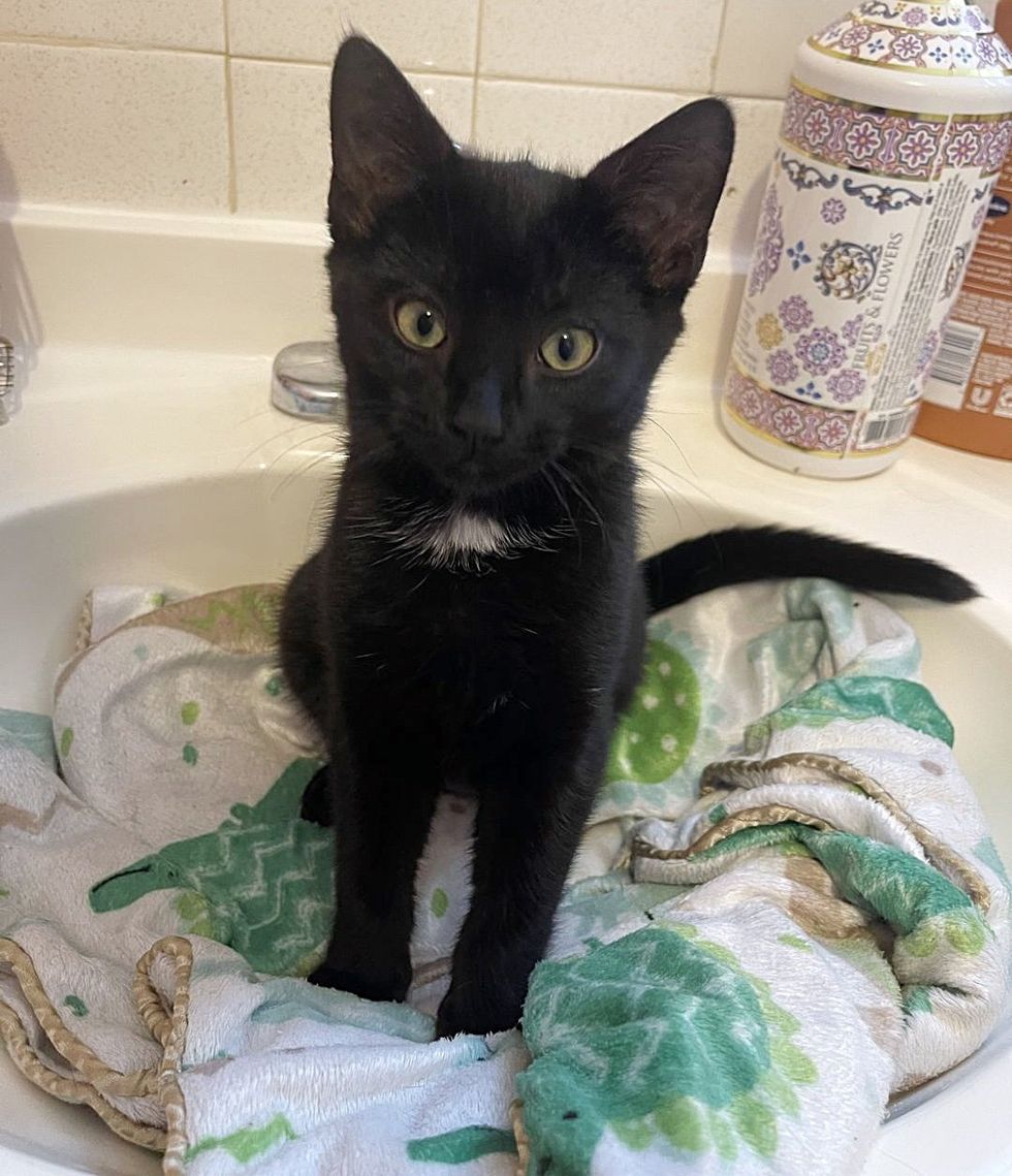 cute black kitten sink