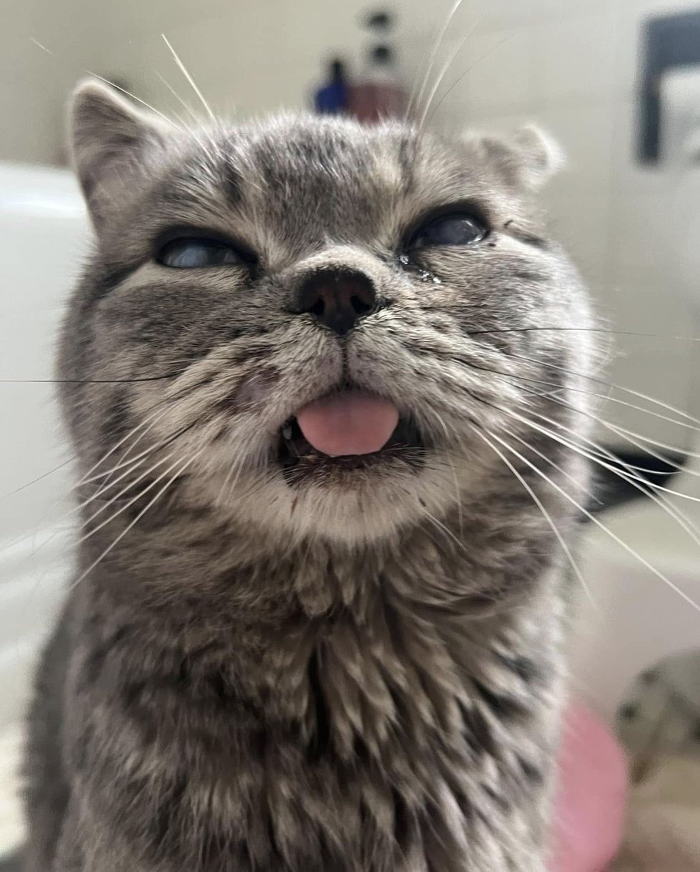 cute blind cat tongue
