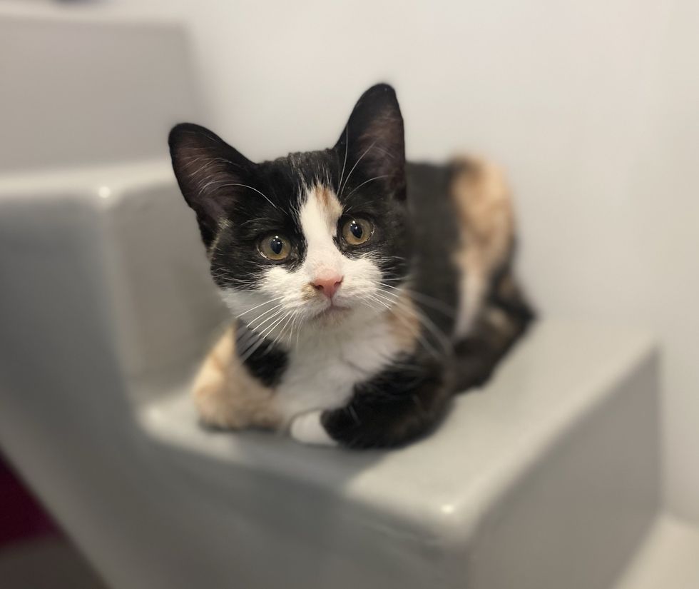 cute calico kitten shelter
