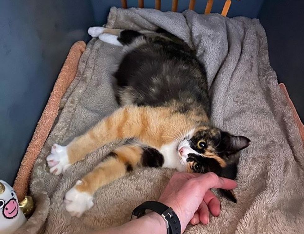 cute cat, calico cat, snuggles