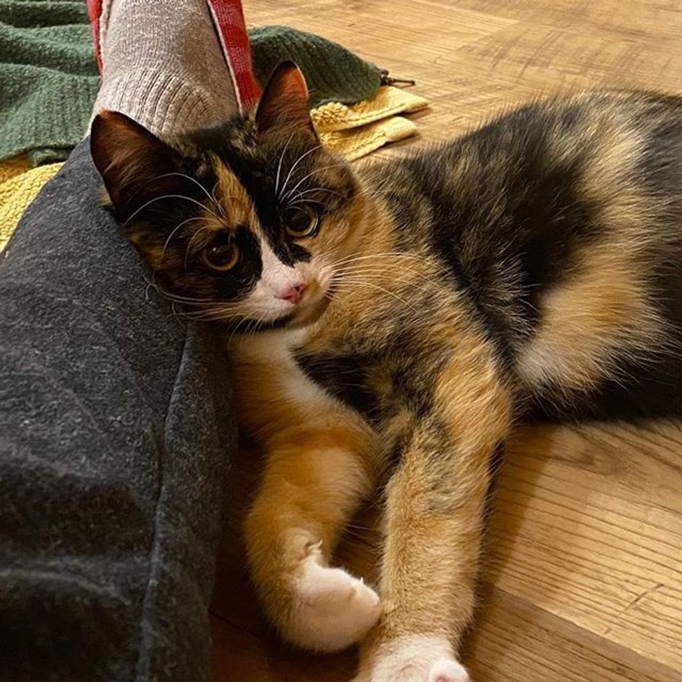 cute cat, calico cat