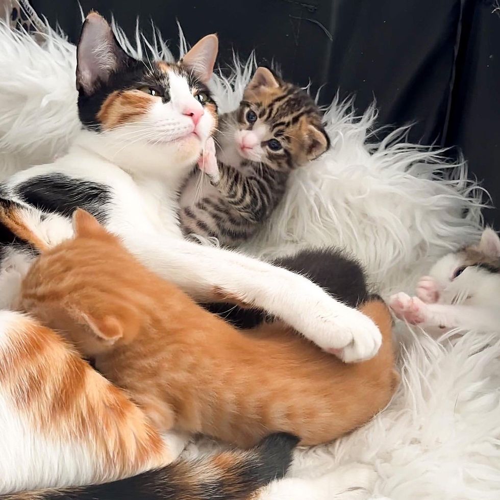 cute cat hugs kitten
