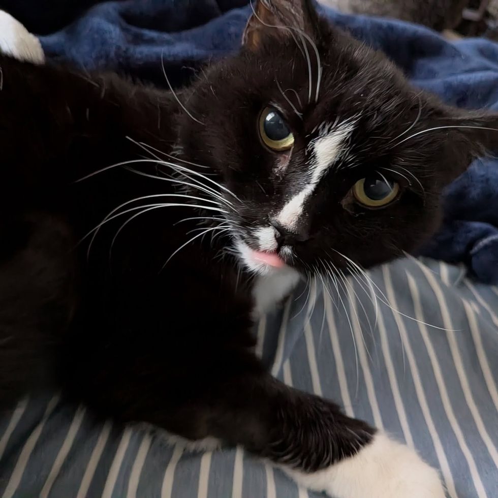 cute cat taking a photo