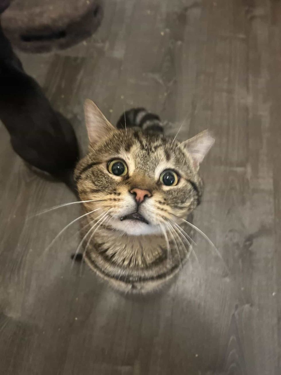 抱っこされたい可愛い猫