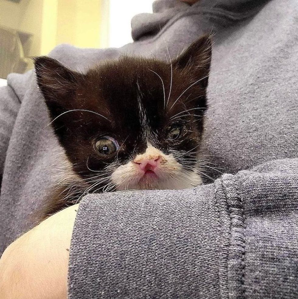 cute cuddly kitten goji