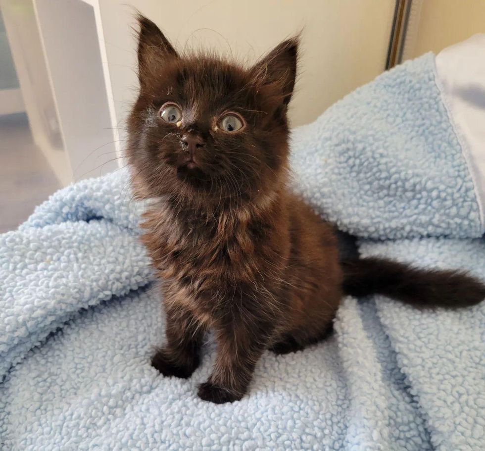 cute fluffy black kitten