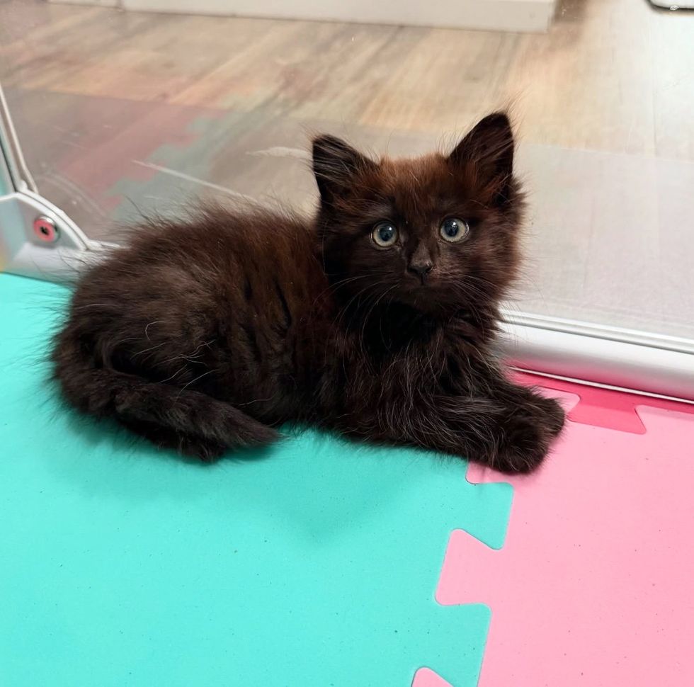 cute fluffy black kitten