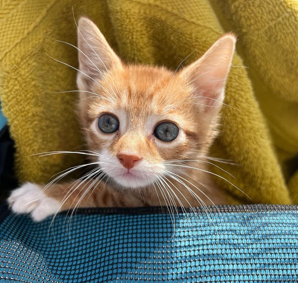 cute ginger kitten cuddly