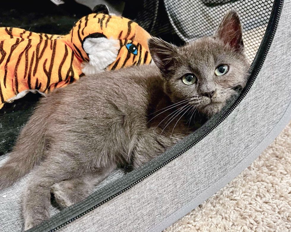 cute gray kitten lounging