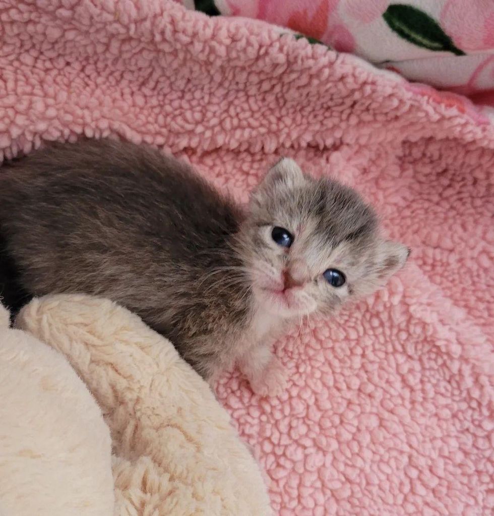 cute gray kitten
