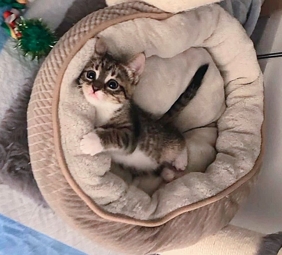 cute kitten bed