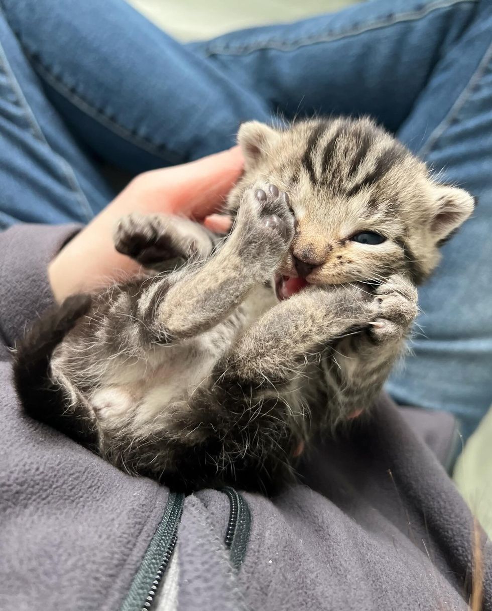 cute kitten being held