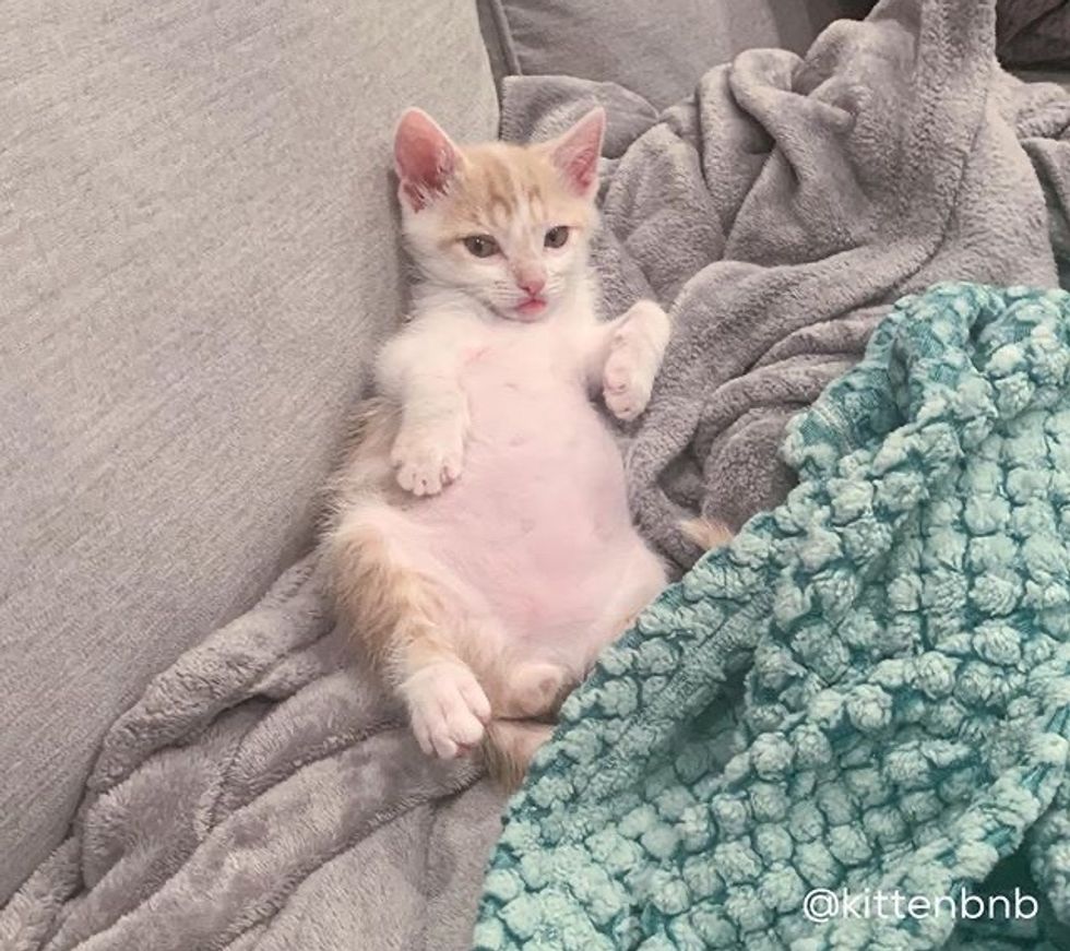 cute, kitten, belly