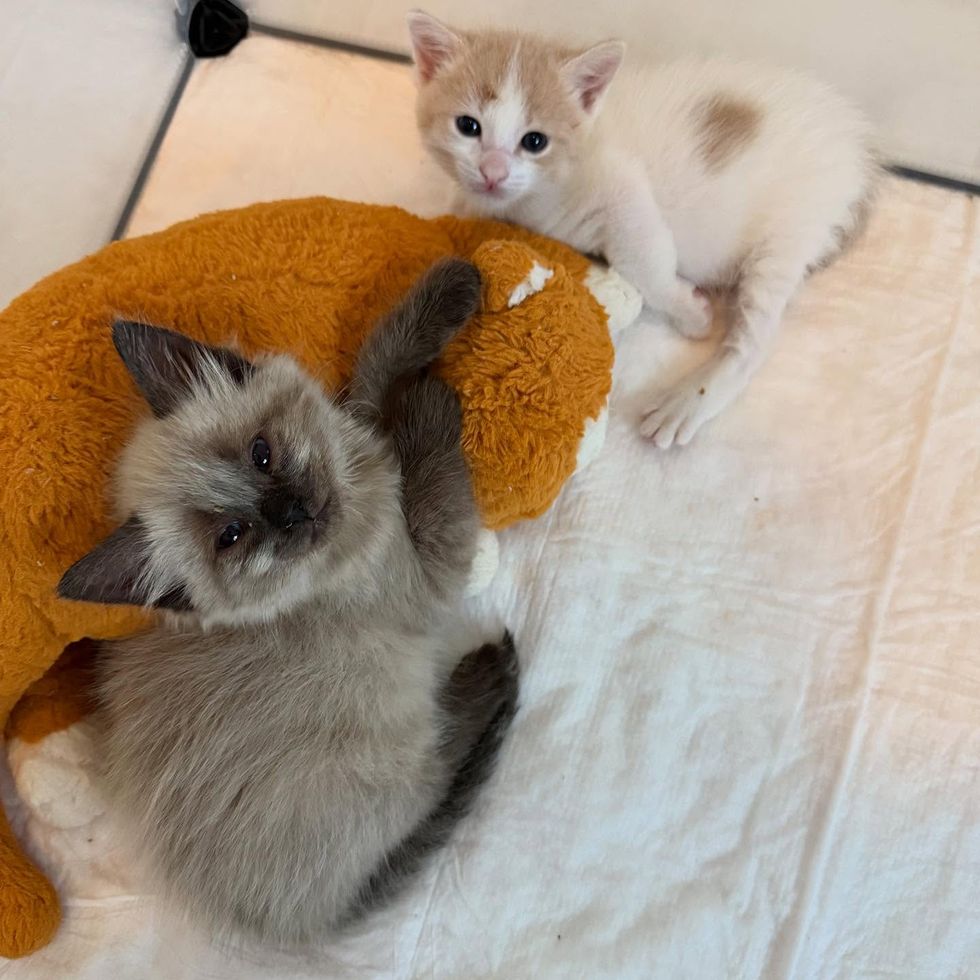 cute kitten best friends