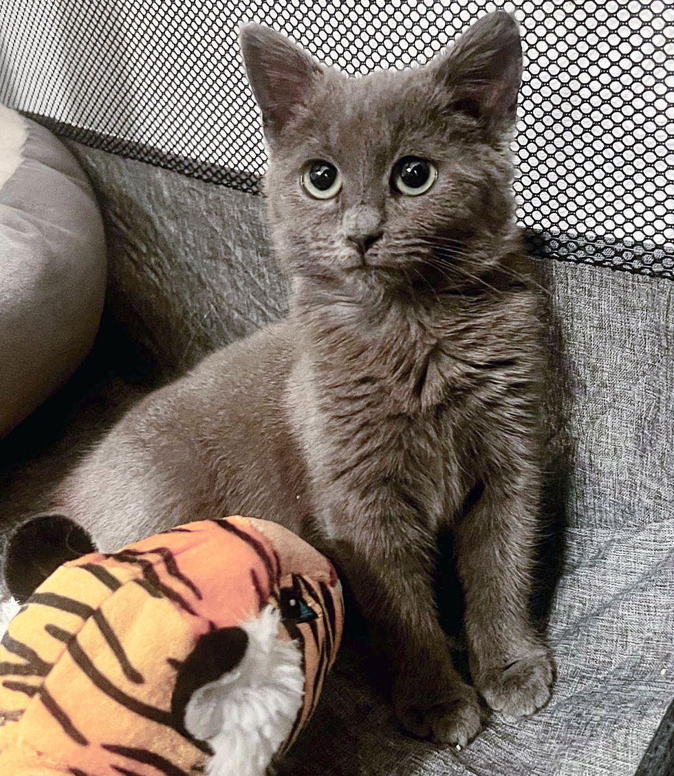 cute kitten big eyes