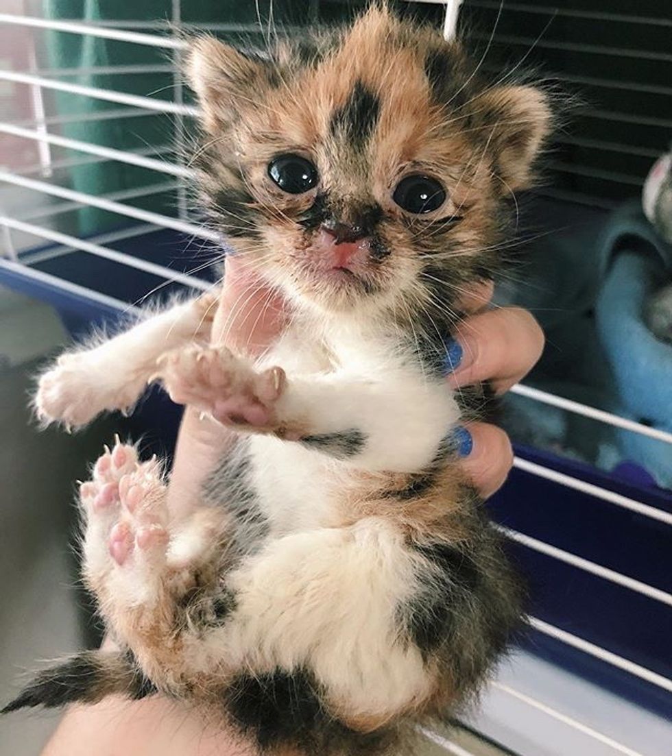 cute, kitten, calico