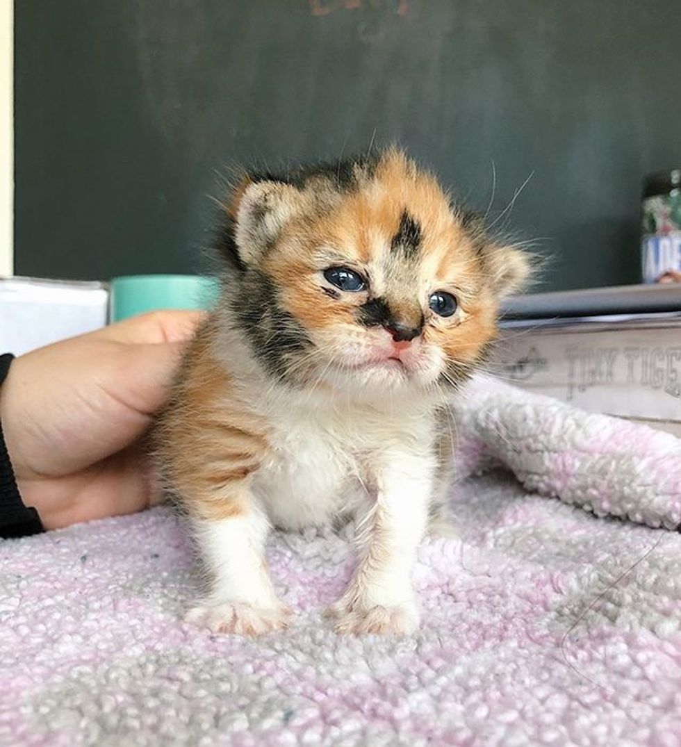 cute, kitten, calico