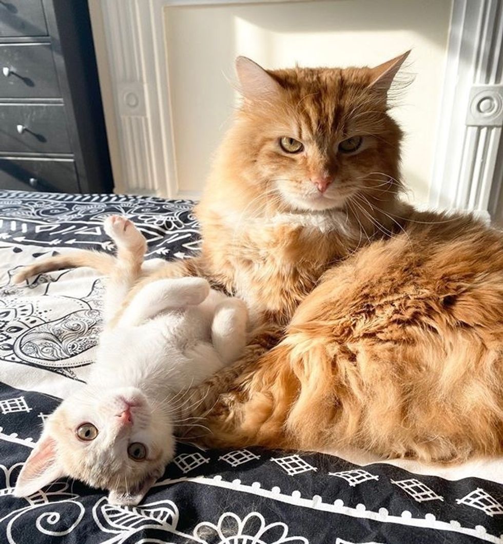 cute, kitten, cat, best friends