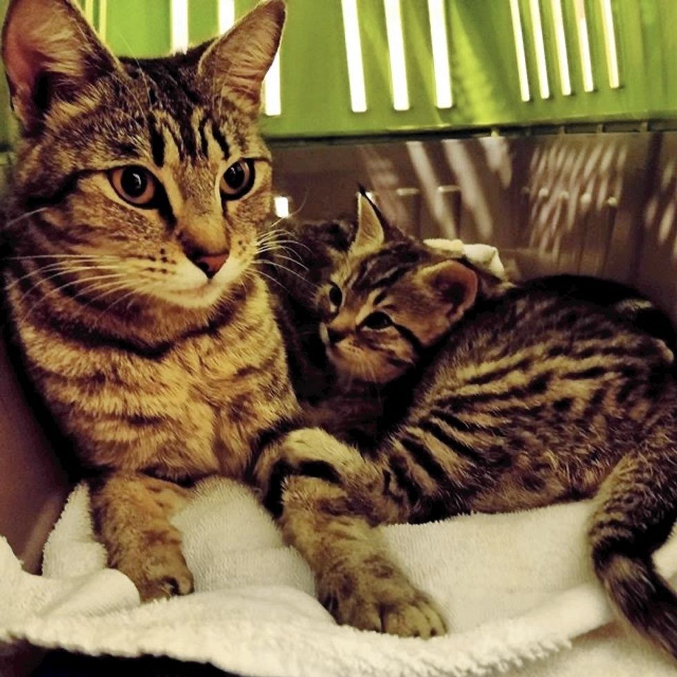 cute, kitten, cat, tabby, mom