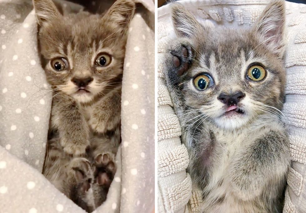 cute kitten, cleft nose, special