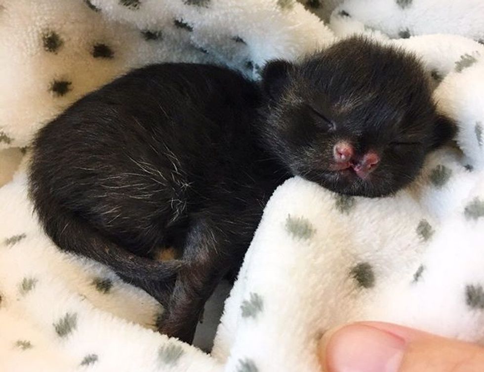 cute, kitten, cleft nose