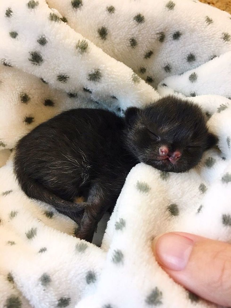 cute, kitten, cleft nose