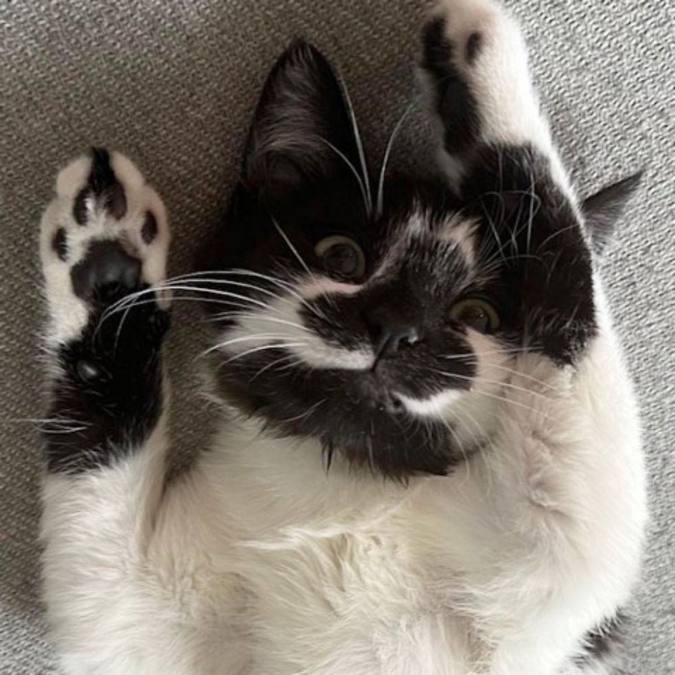 cute kitten cow grin paws