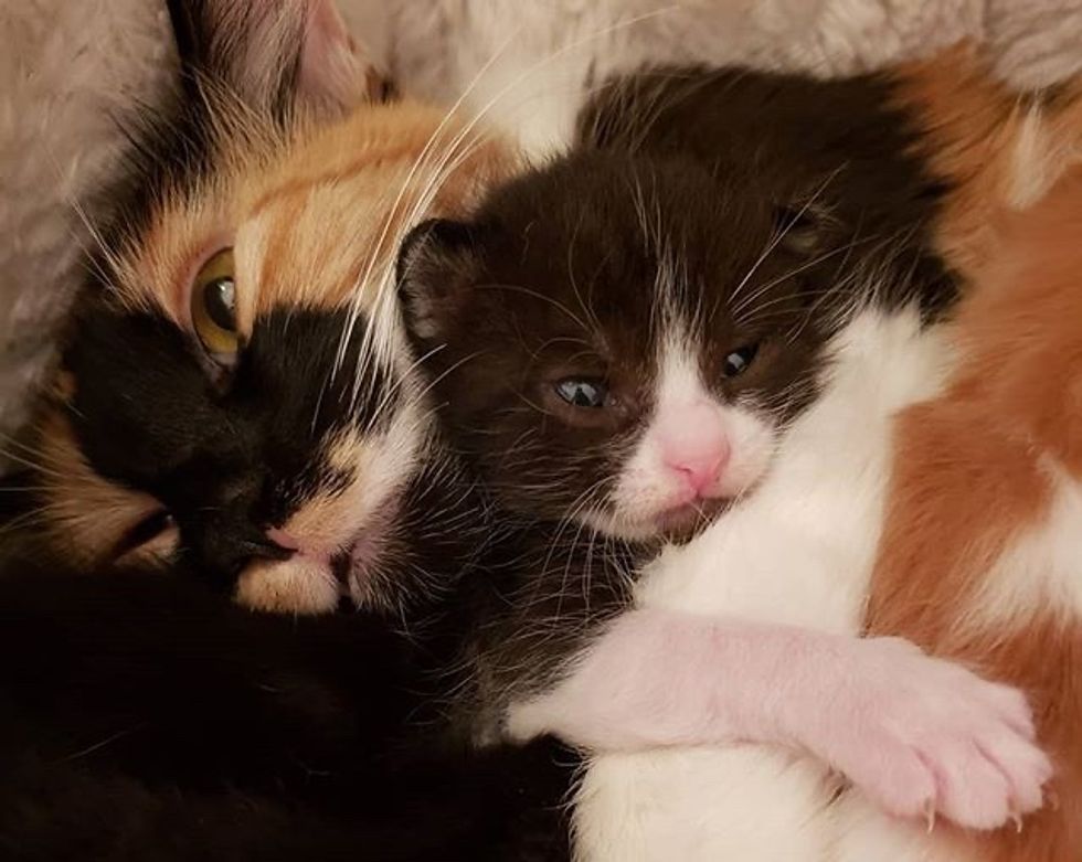 cute, kitten, cuddle, calico, mom