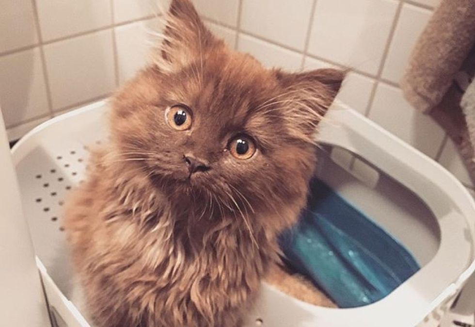 cute kitten, fluffy cat